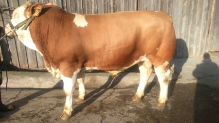 Ambros PS 8/8/8 gekört